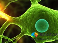 Мнемотехники для мозга на Викиуме